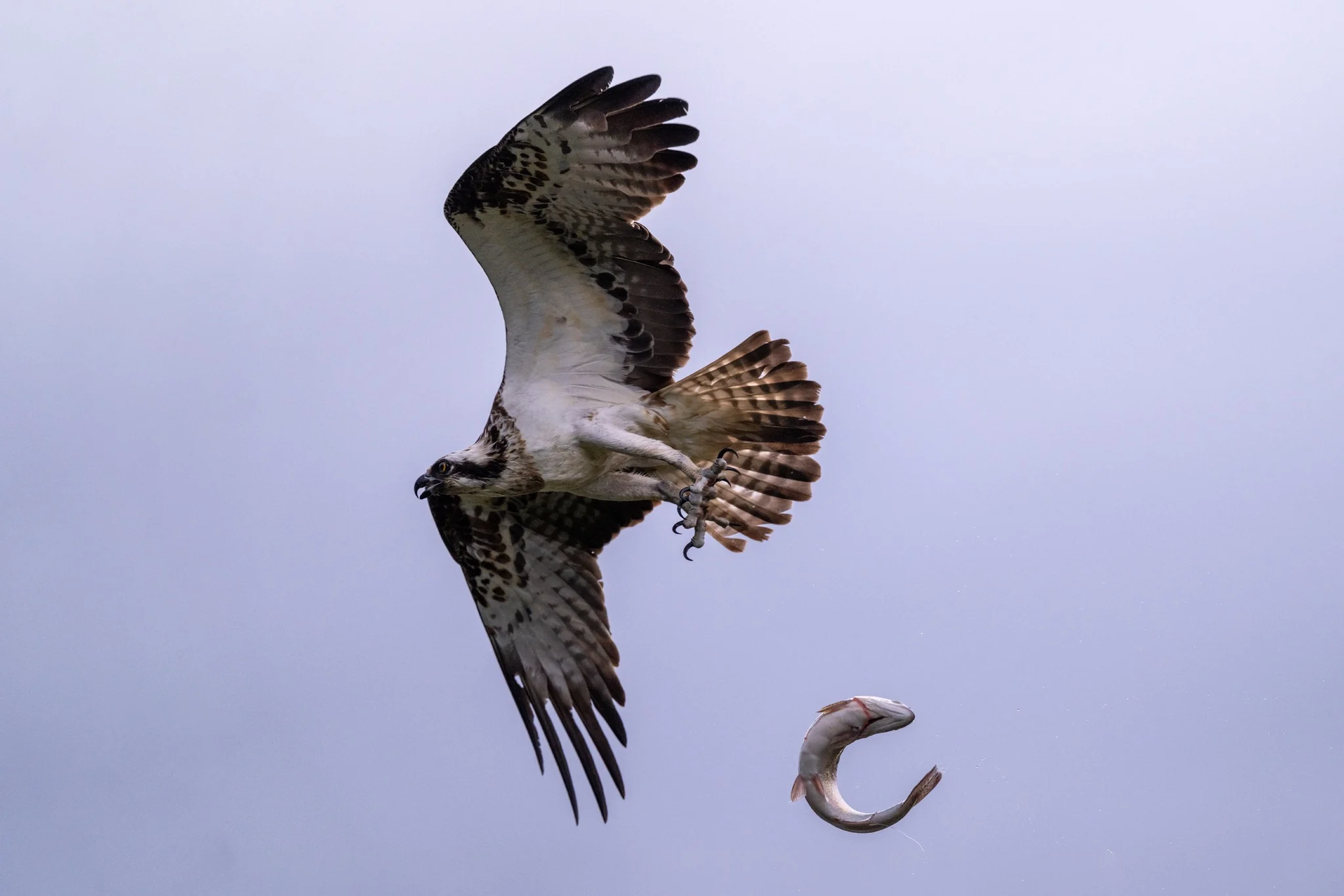 Mid-air slip up