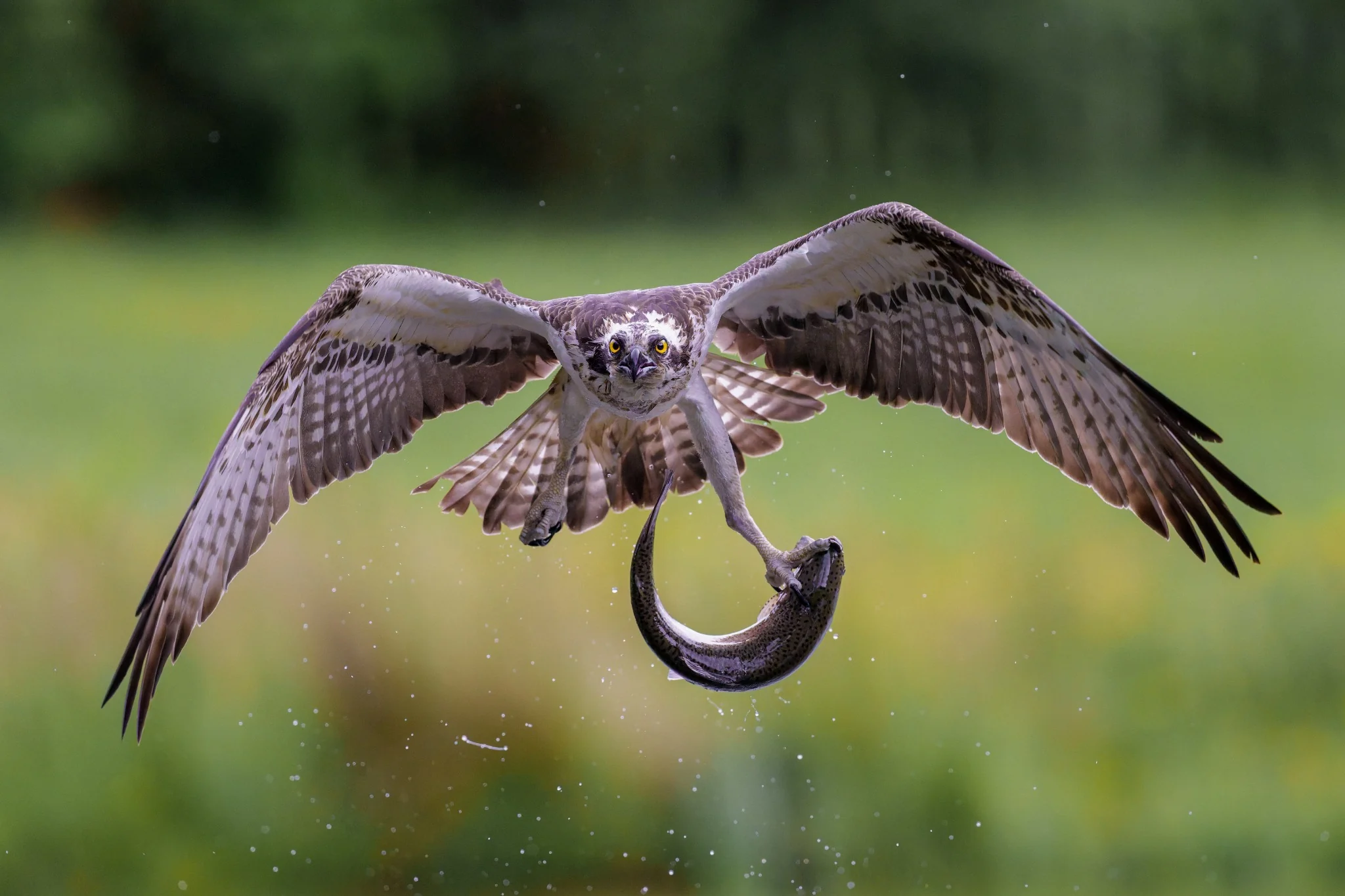Heavy Catch