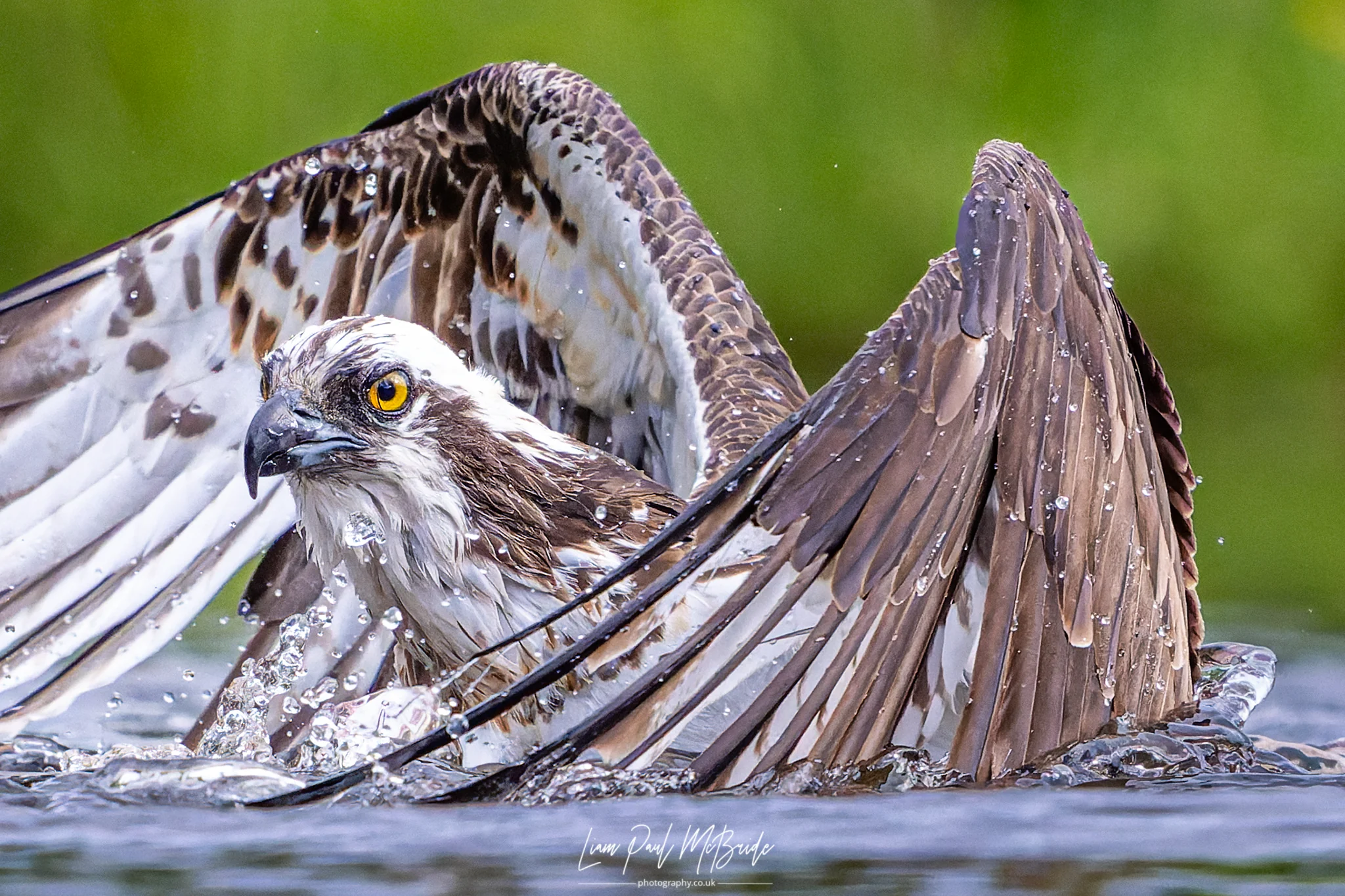 Osprey rising from the water with a fish