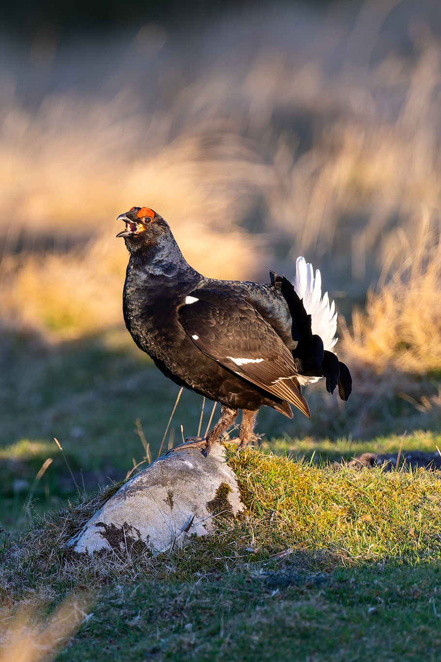 Black Grouse