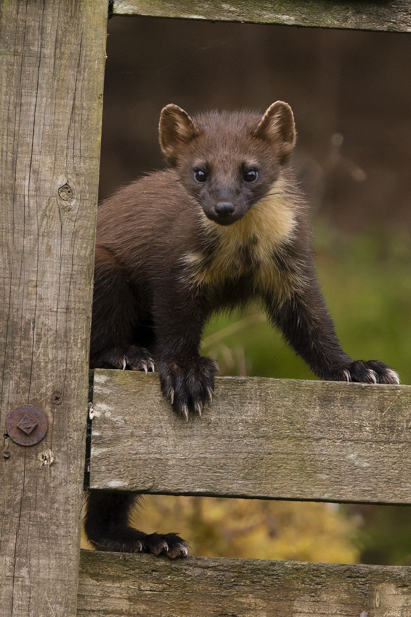 Pine Marten