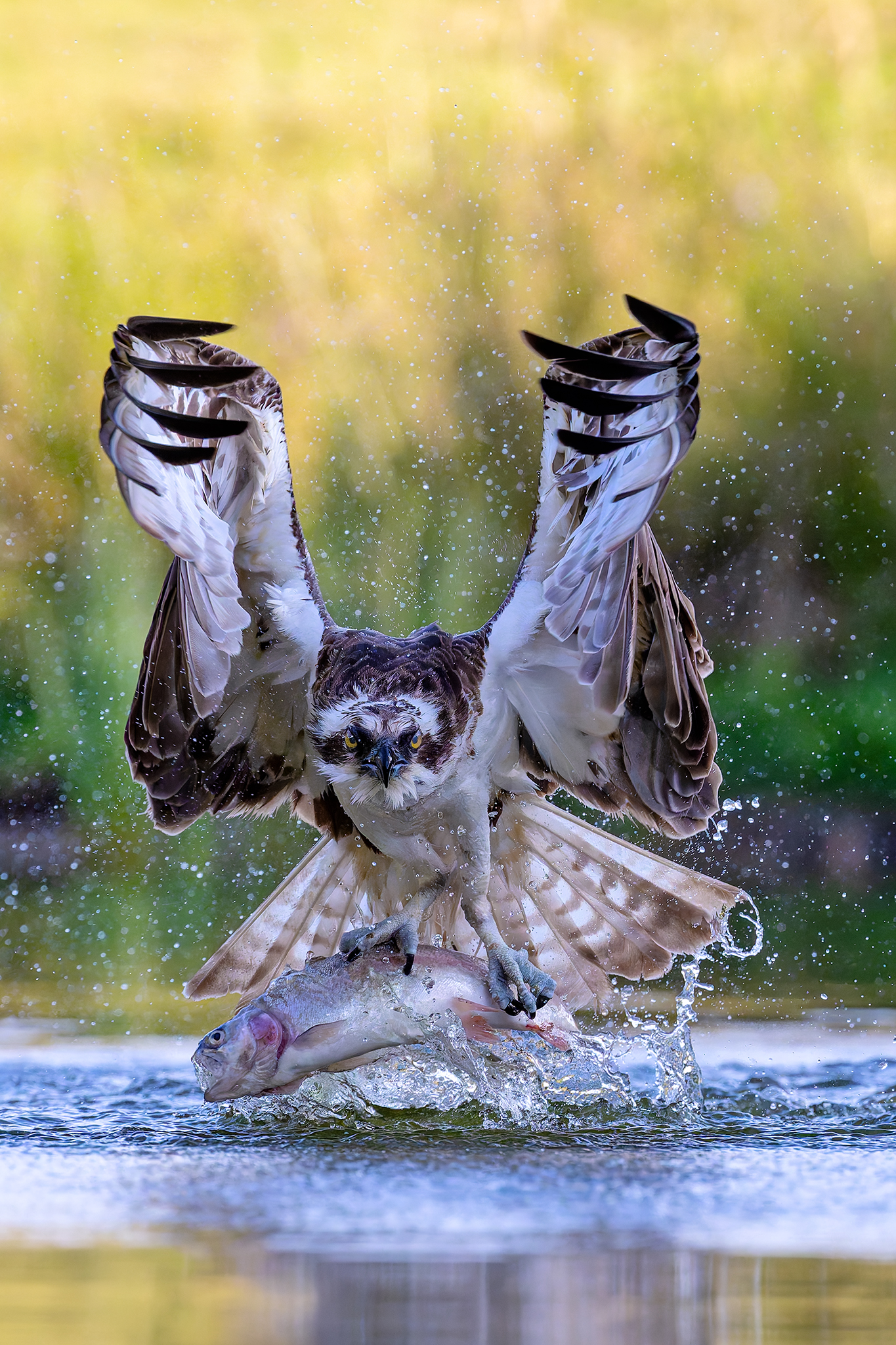 Aviemore Ospreys Gallery One